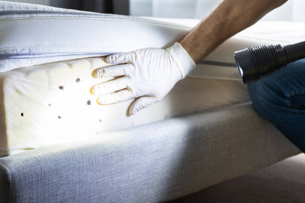 Best Insect Control  in Lexington, TX