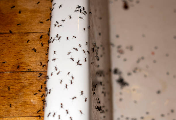 Best Emergency Pest Control  in Lexington, TX