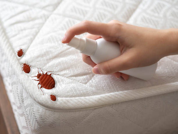 Best Ant Control Services  in Lexington, TX