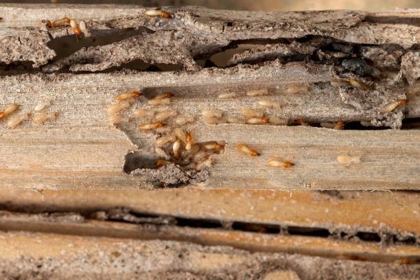 Best Spider Control Near Me  in Lexington, TX